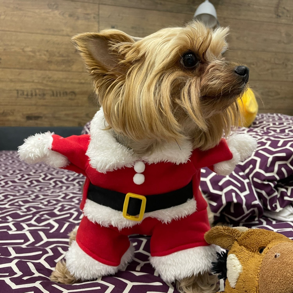 Winter Pet Dog Jacket Coat For - Winter Clothing Dress Up ulasan dan harga